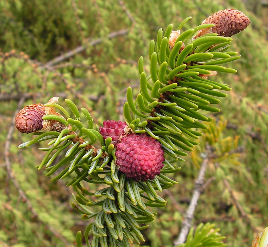 Image of Picea ajanensis specimen.