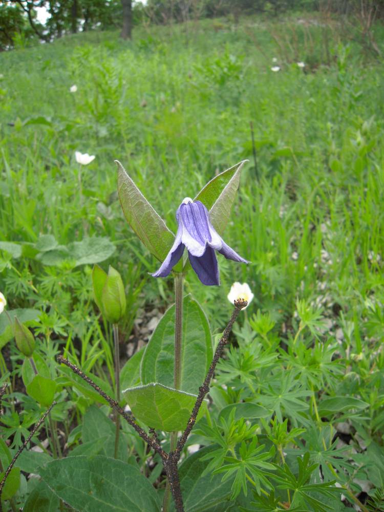 Image of Clematis integrifolia specimen.