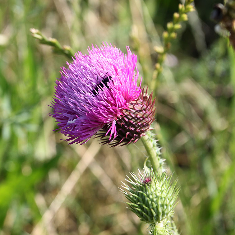 Image of genus Carduus specimen.