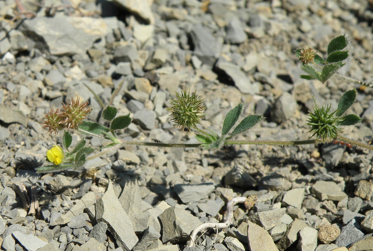 Image of Medicago minima specimen.