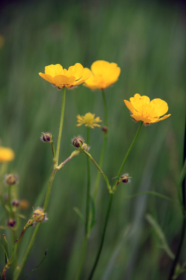 Image of Ranunculus polyanthemos specimen.