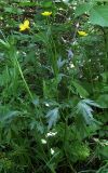 Ranunculus repens