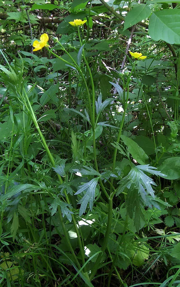 Image of Ranunculus repens specimen.