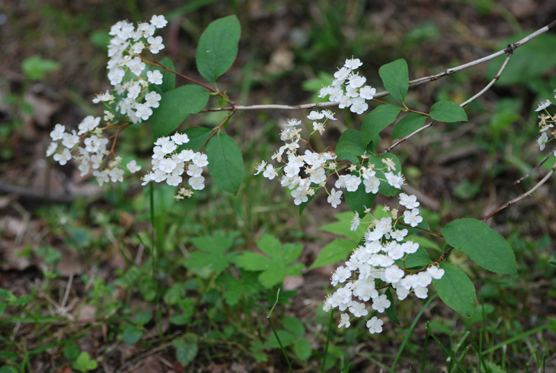 Image of Deutzia parviflora specimen.