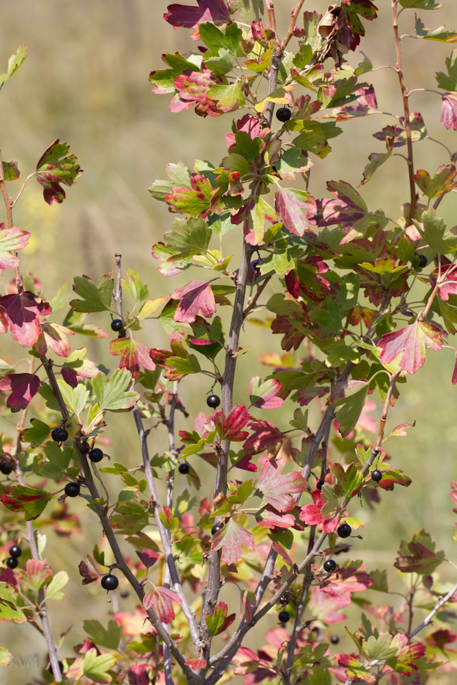 Image of Ribes aureum specimen.