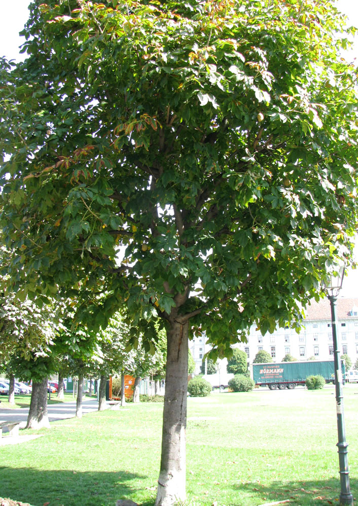 Image of Aesculus glabra specimen.