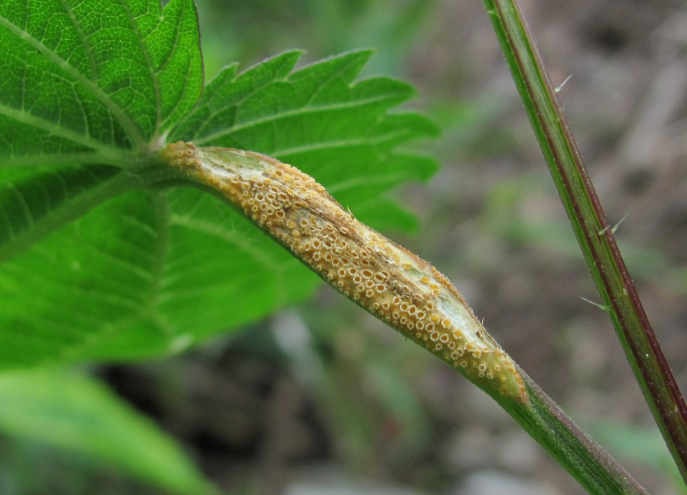 Изображение особи Urtica dioica.