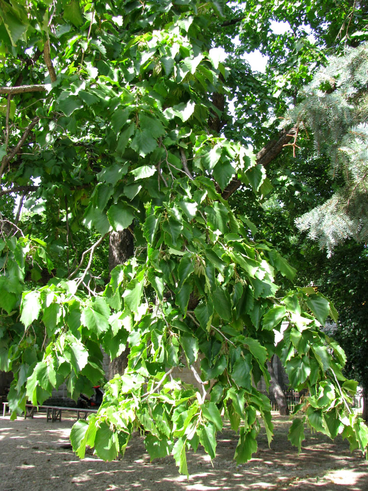 Изображение особи Corylus colurna.