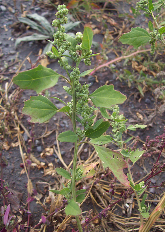 Изображение особи Chenopodium album.