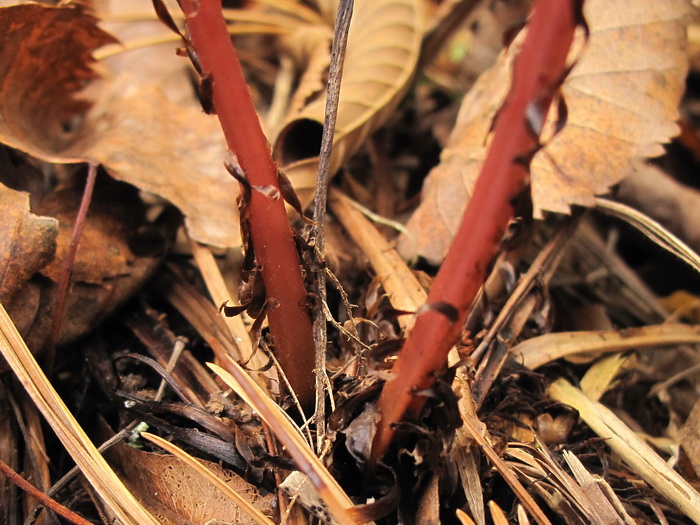 Image of Athyrium monomachii specimen.