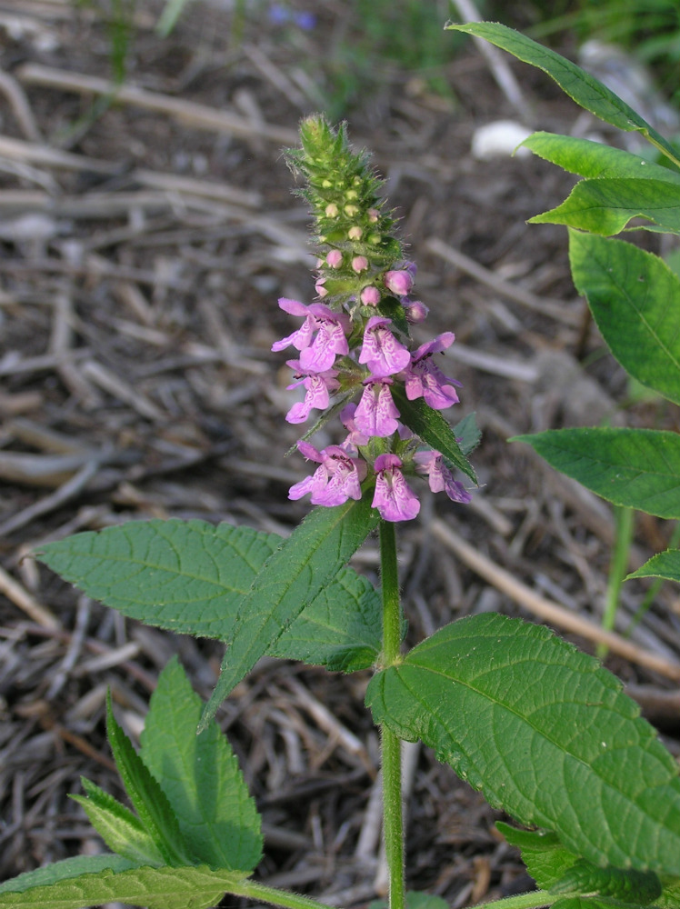 Изображение особи Stachys palustris.