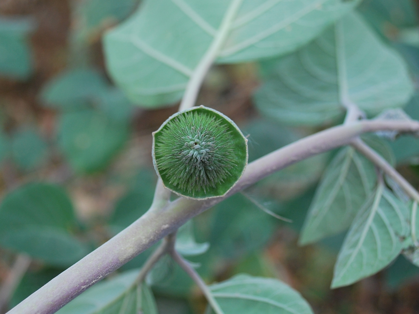 Image of Datura wrightii specimen.