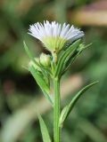 Erigeron annuus. Верхушка побега с соцветиями. Узбекистан, г. Ташкент, посёлок Улугбек, санитарно-защитная зона. 09.09.2012.