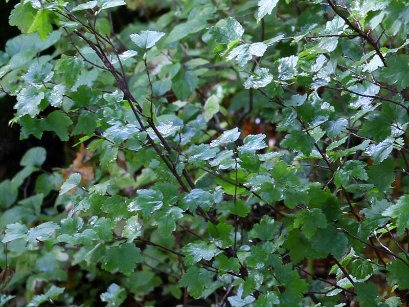 Image of Ribes alpinum specimen.