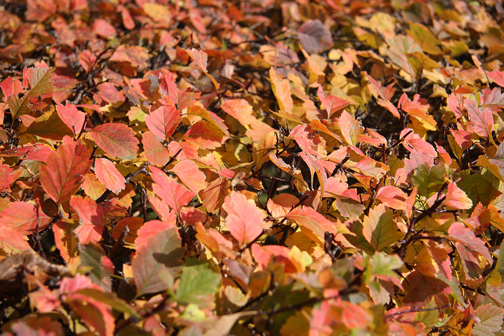 Image of genus Crataegus specimen.