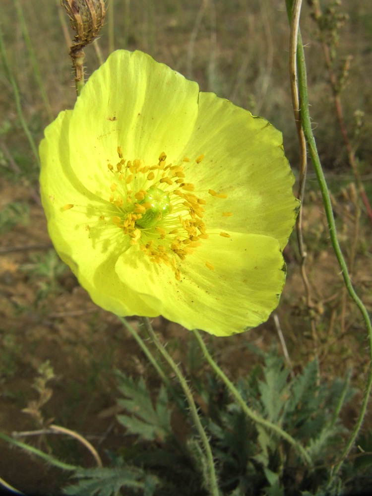 Изображение особи Papaver nudicaule.