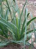Asphodelus ramosus. Растение в фазе бутонизации. Израиль, Северный Негев, лес Лаав. 23.01.2013.