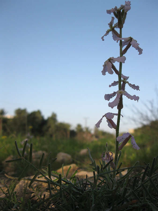 Image of Matthiola longipetala ssp. livida specimen.