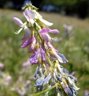 Image of Galega officinalis specimen.