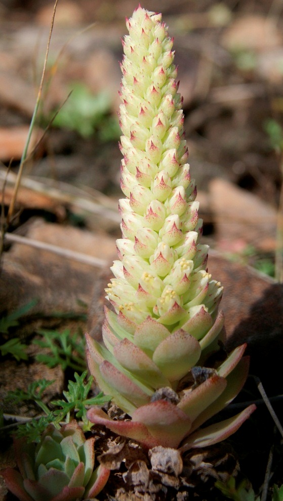 Изображение особи Orostachys malacophylla.