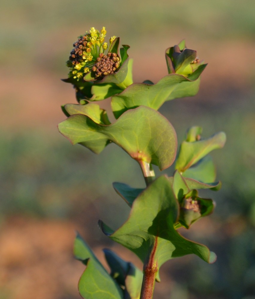 Изображение особи Lepidium perfoliatum.