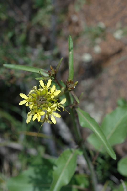 Image of Sisymbrium brassiciforme specimen.