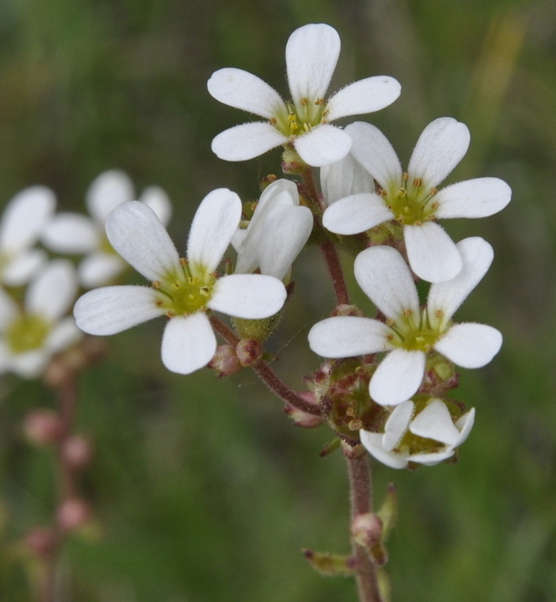 Image of Saxifraga bulbifera specimen.