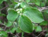 Lonicera steveniana. Верхушка побега с молодыми листьями и бутонизирующими соцветиями. Ставропольский край, г. Кисловодск, Курортный парк верхний, лес по склону горы. 12.04.2013.