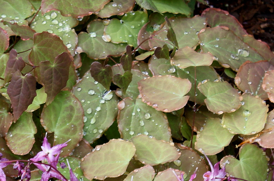 Image of Epimedium grandiflorum specimen.