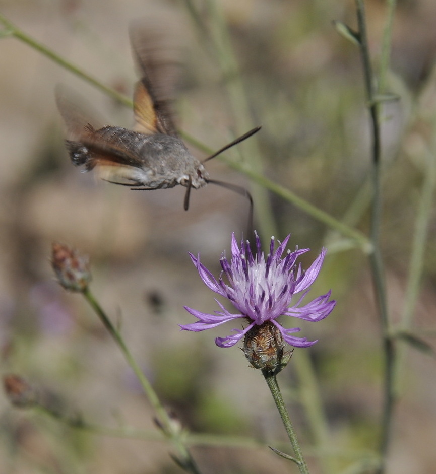 Image of genus Centaurea specimen.