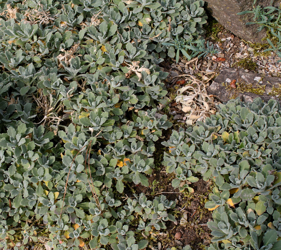 Image of Arabis caucasica specimen.