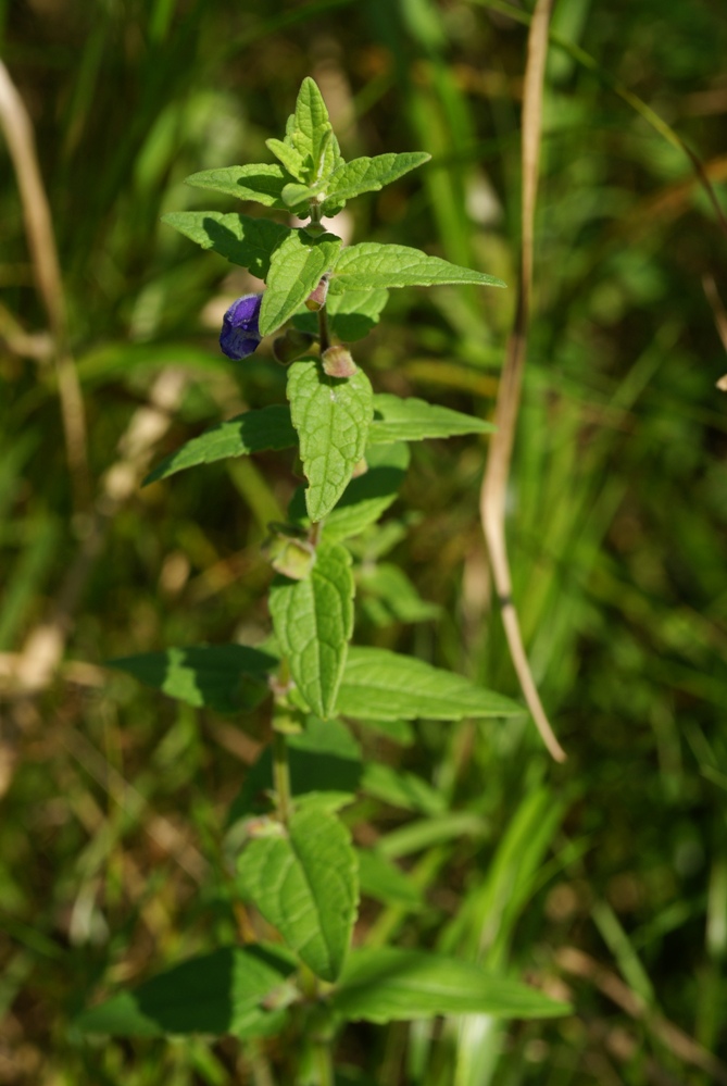 Image of Scutellaria tuminensis specimen.