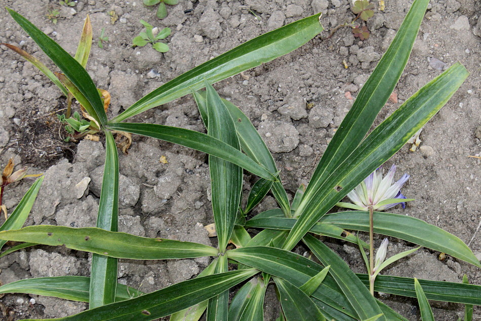 Изображение особи Gentiana fetisowii.