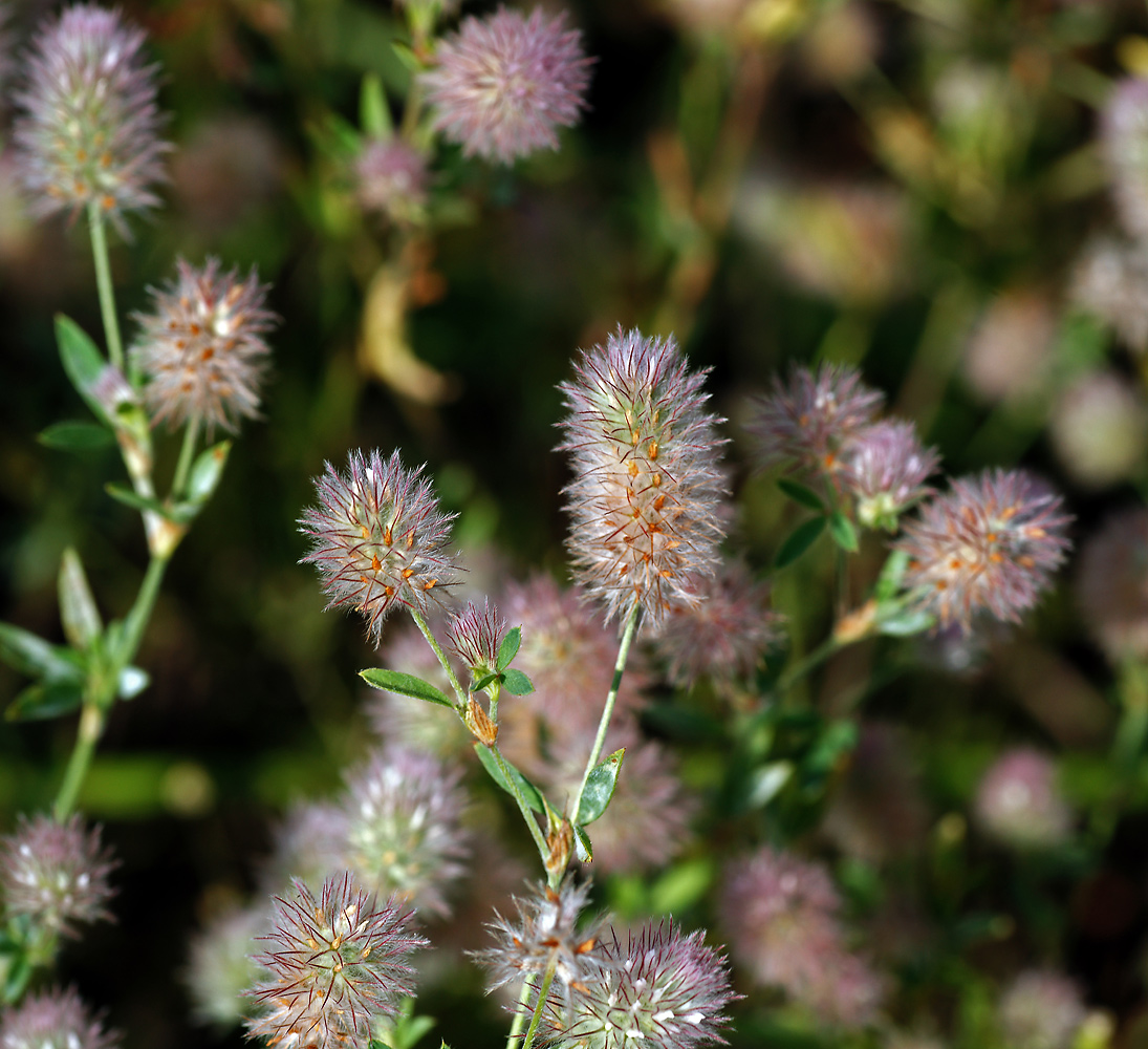 Image of Trifolium arvense specimen.