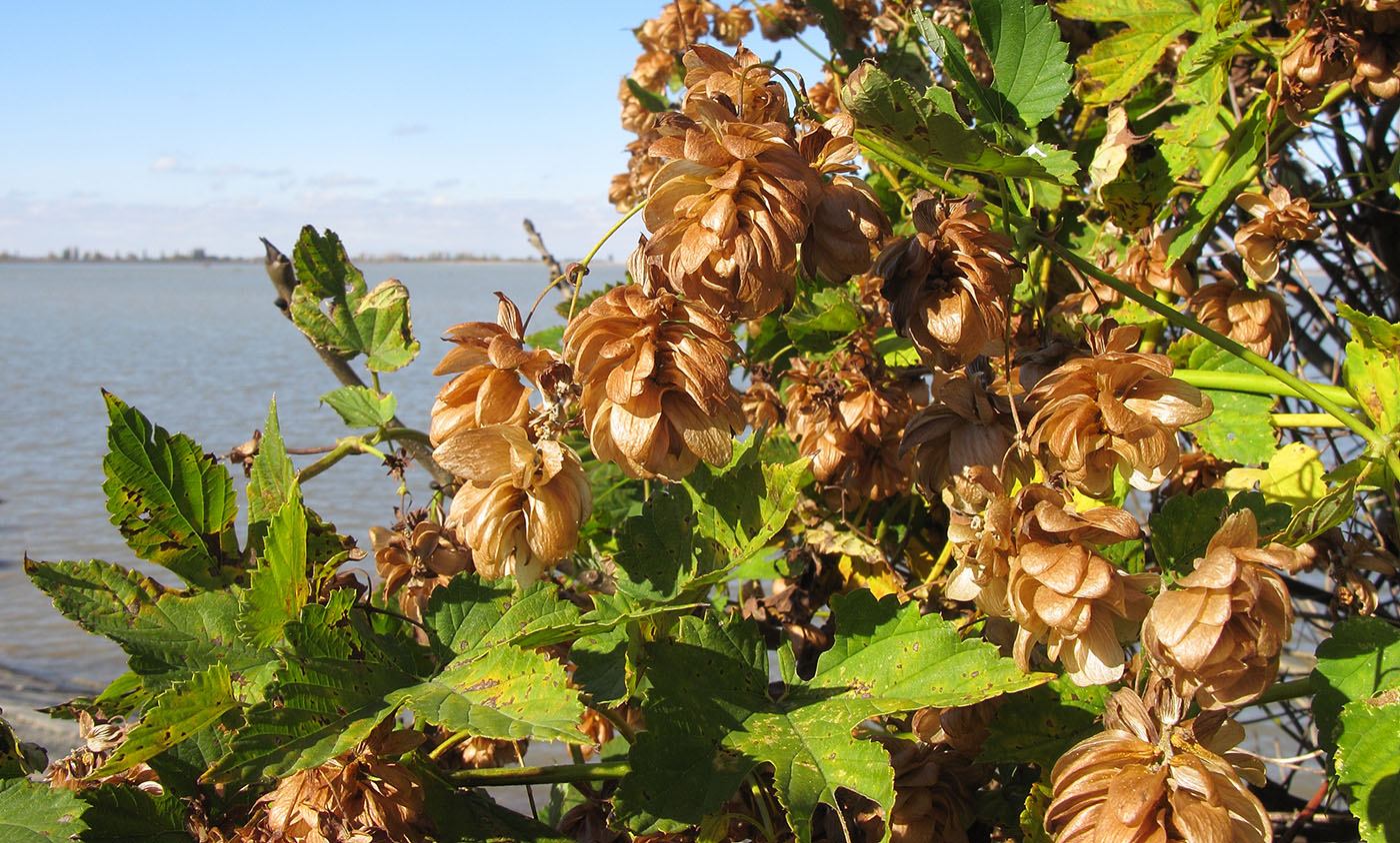 Image of Humulus lupulus specimen.