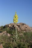 Verbascum songaricum