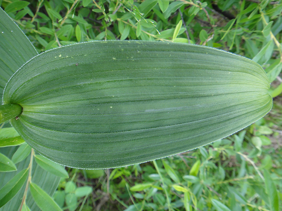 Image of genus Veratrum specimen.