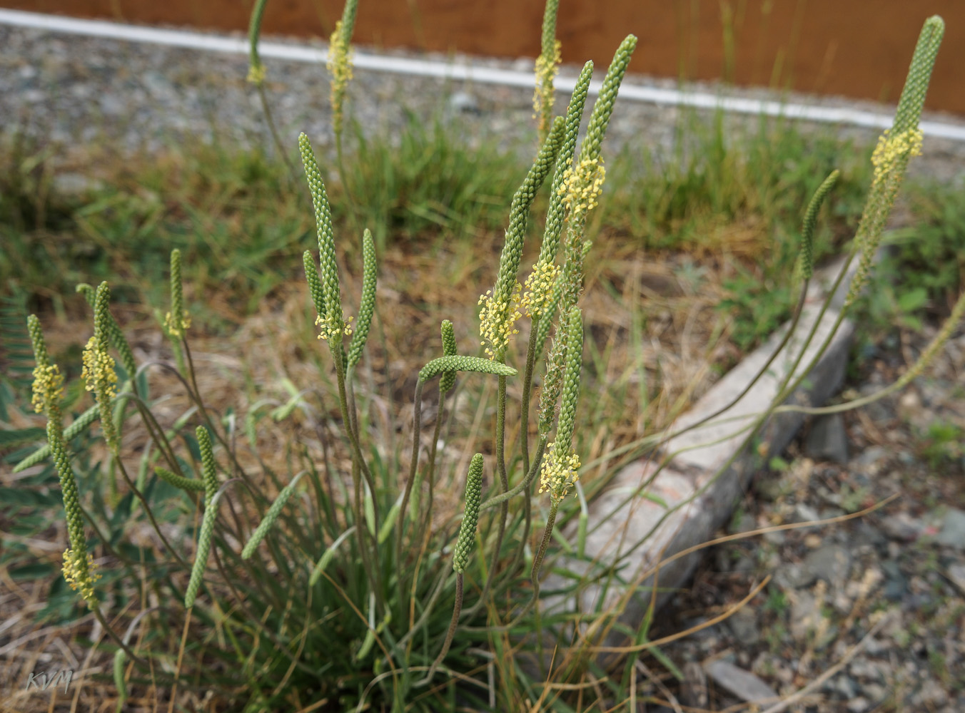 Image of Plantago salsa specimen.