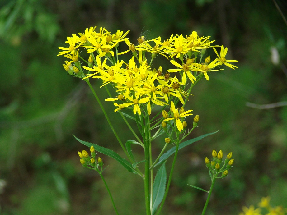 Image of Senecio nemorensis specimen.