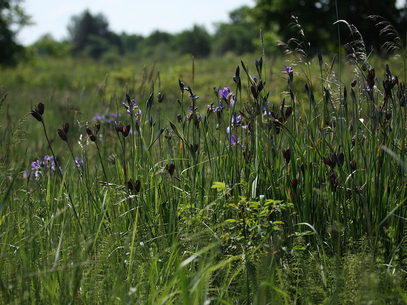 Изображение особи Iris sibirica.