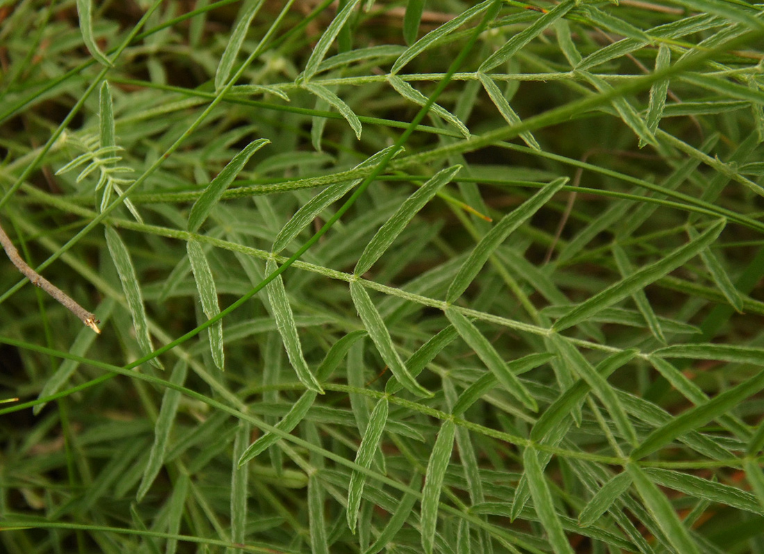 Изображение особи Astragalus pallescens.