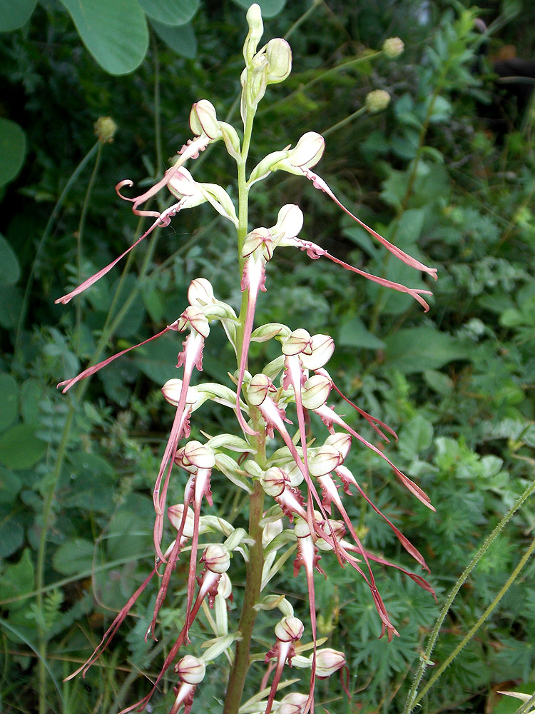 Image of Himantoglossum caprinum specimen.