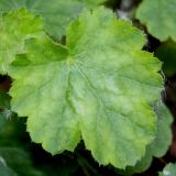 Heuchera sanguinea. Лист. Германия, г. Дюссельдорф, Ботанический сад университета. 02.06.2014.