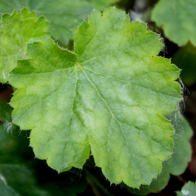 Image of Heuchera sanguinea specimen.