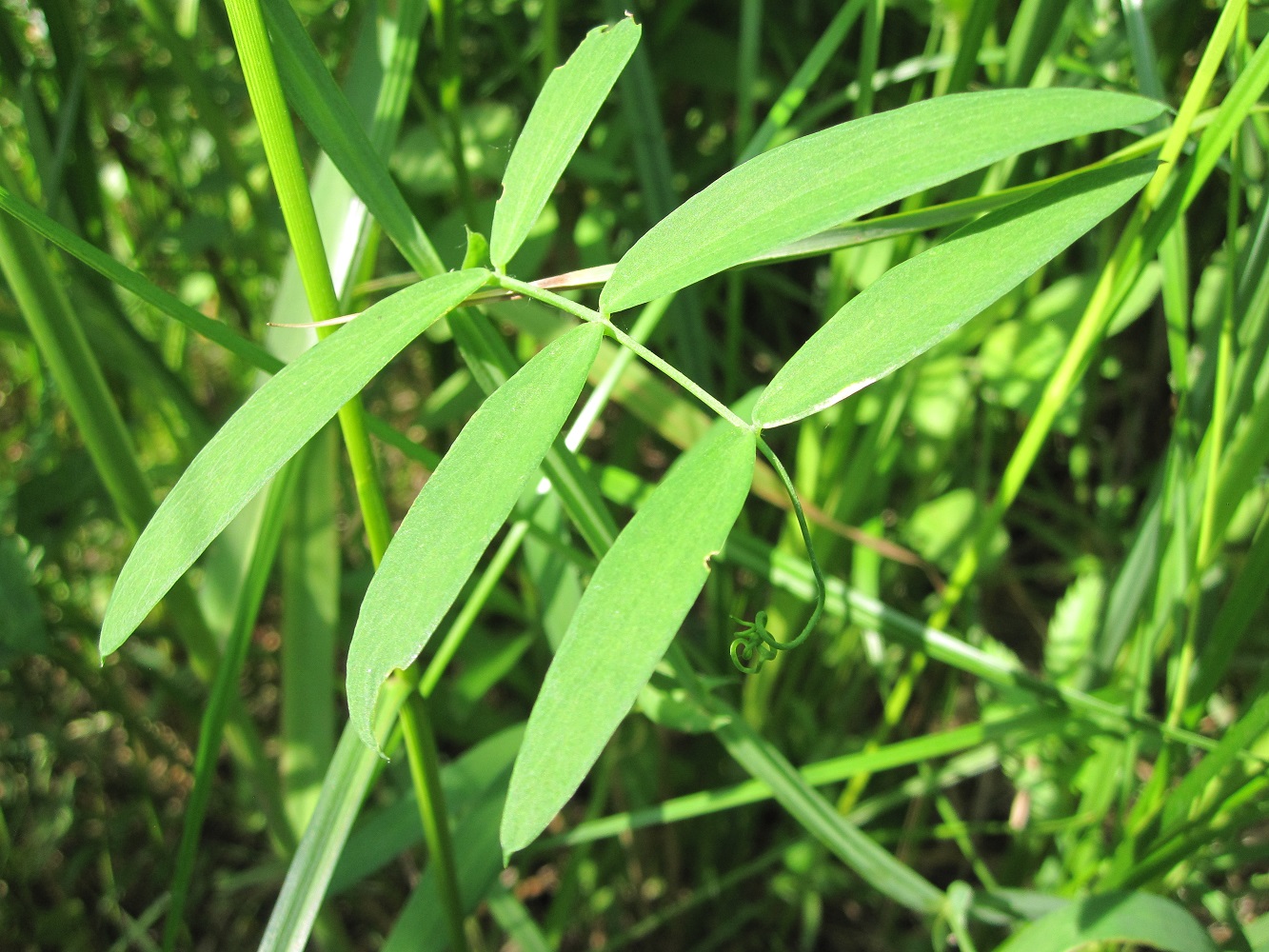 Изображение особи Lathyrus palustris.