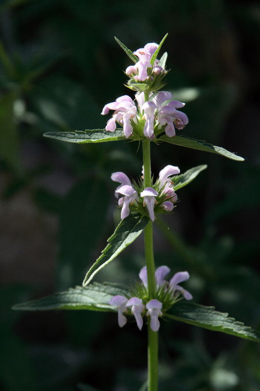 Image of Stachyopsis oblongata specimen.