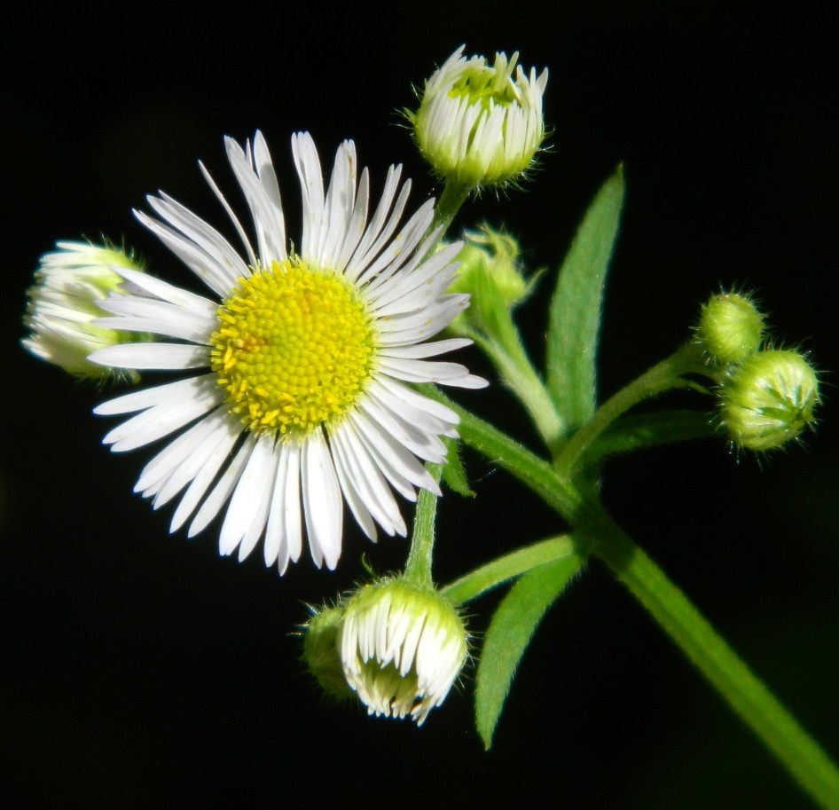 Image of Erigeron annuus specimen.