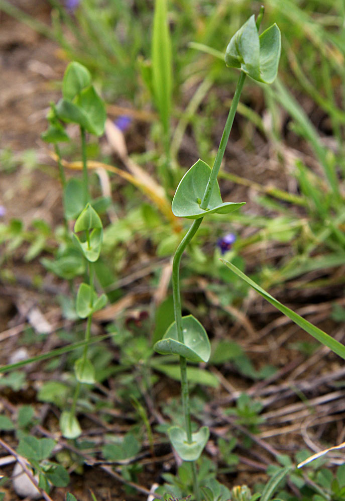 Изображение особи Blackstonia perfoliata.