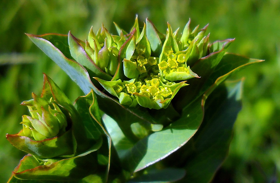 Image of Bupleurum rotundifolium specimen.