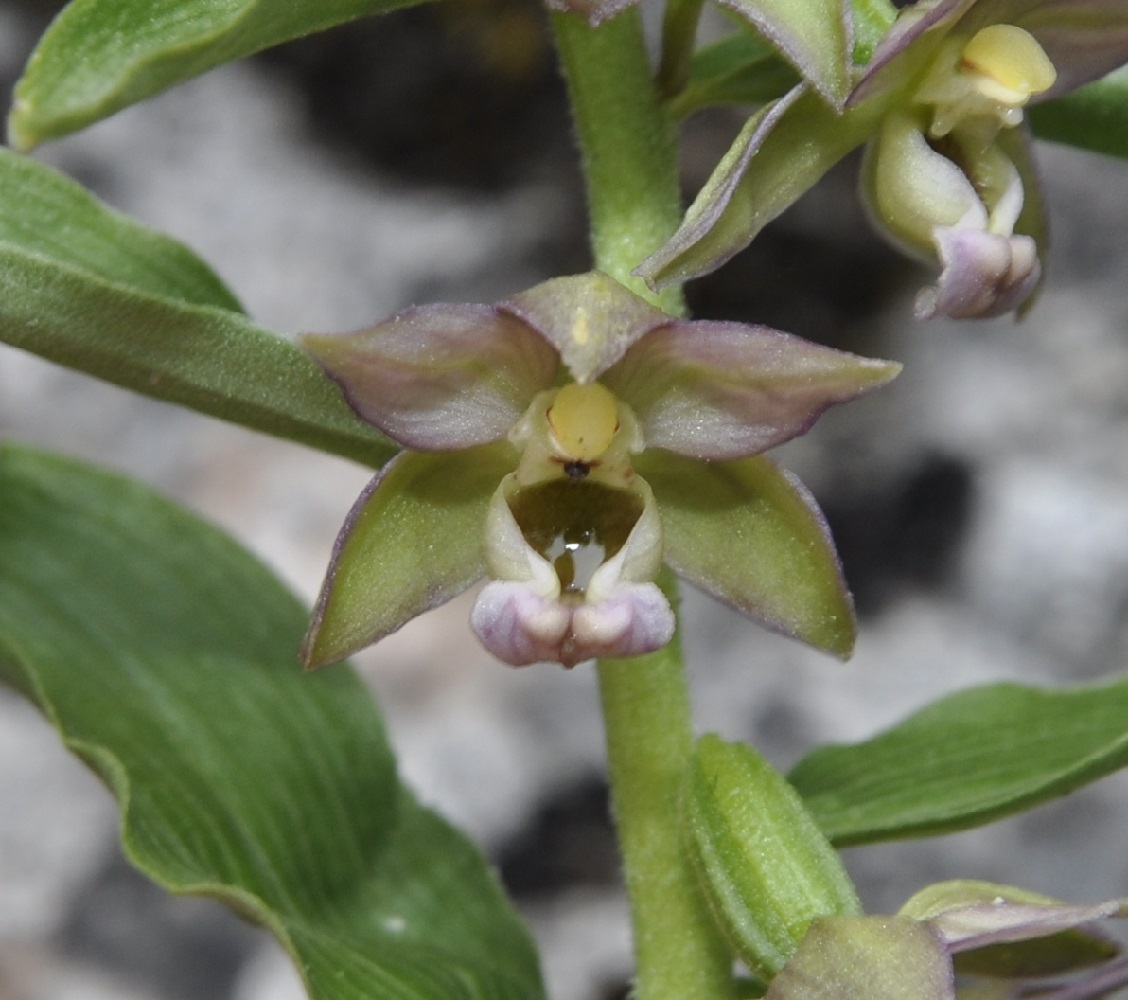 Изображение особи Epipactis helleborine ssp. degenii.